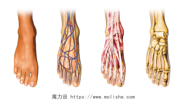 白色背景下不同人体足部解剖剖面图人体足部解剖剖面图表示形式.